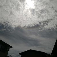 ドイツトウヒ,ゆりの木,お隣の紅葉,東の空,全てに祈りを♪の画像