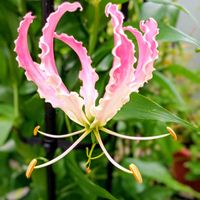 グロリオサ,球根植物,癒し,繋がりに感謝,元気パワーの画像