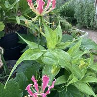 ツユクサ,ホタルブクロ,グロリオサ,サルナシ,今日のお花の画像