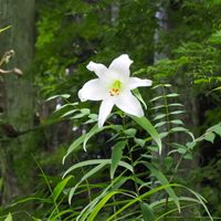 ササユリ,山野草,野の花,季節を楽しむ,季節を感じる♪の画像