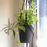 エスキナンサス,エスキナンサス・マルモラタス,観葉植物,プランター,吊り鉢の画像