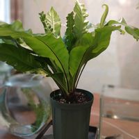 オオタニワタリ,アスプレニウム,アスプレニウム・アビス,あきこさん,観葉植物の画像