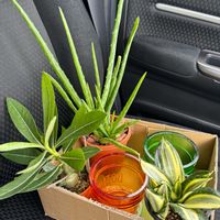アロエベラ,癒し,サンセベリア属,趣味,砂漠の薔薇 アデニウムの画像
