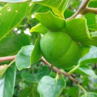 カキ,果物,山野草,自家栽培の野菜達,害虫駆除の画像