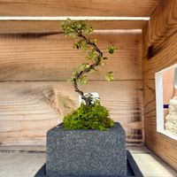 イチゴ,ヒマワリ,ハイゴケ,コケモモカマツカ,盆栽の画像