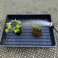 紅紫檀,盆栽,苔玉,紫陽花 アジサイ あじさい,揷し木の画像