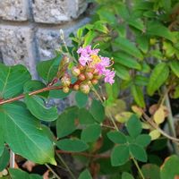 サルスベリ,ミニ盆栽,ピンクのお花,おうち園芸,金曜日の蕾たちの画像