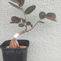 フィランサス ミラビリス,多肉植物,塊根植物,コーデックス,千葉県の画像