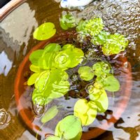 ウォーターポピー,テラスの画像