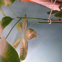パキラ・アクアティカ,観葉植物,癒し,インテリアグリーン,珍奇植物の画像