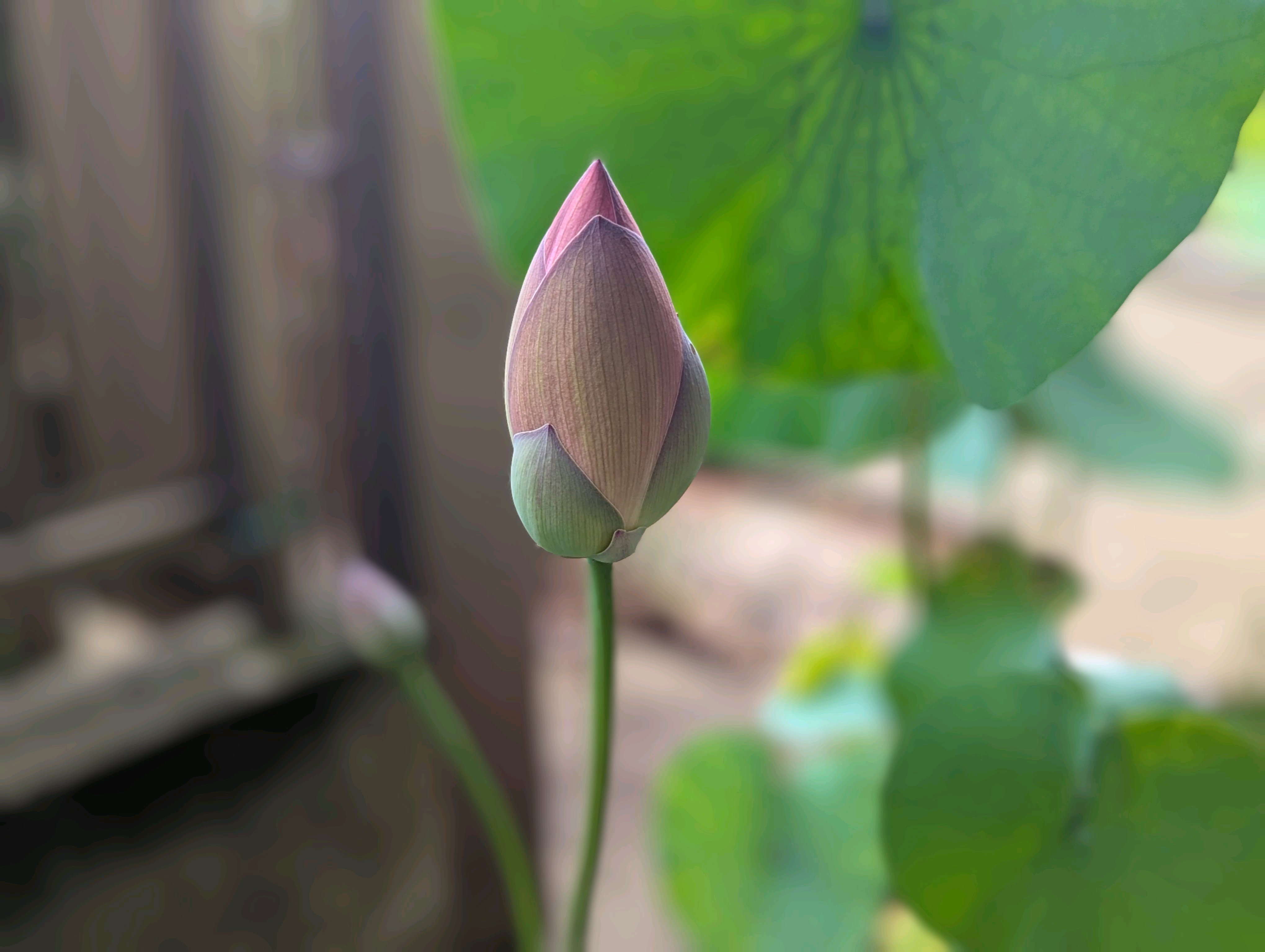 開花した蓮の毎日｜?GreenSnap（グリーンスナップ）