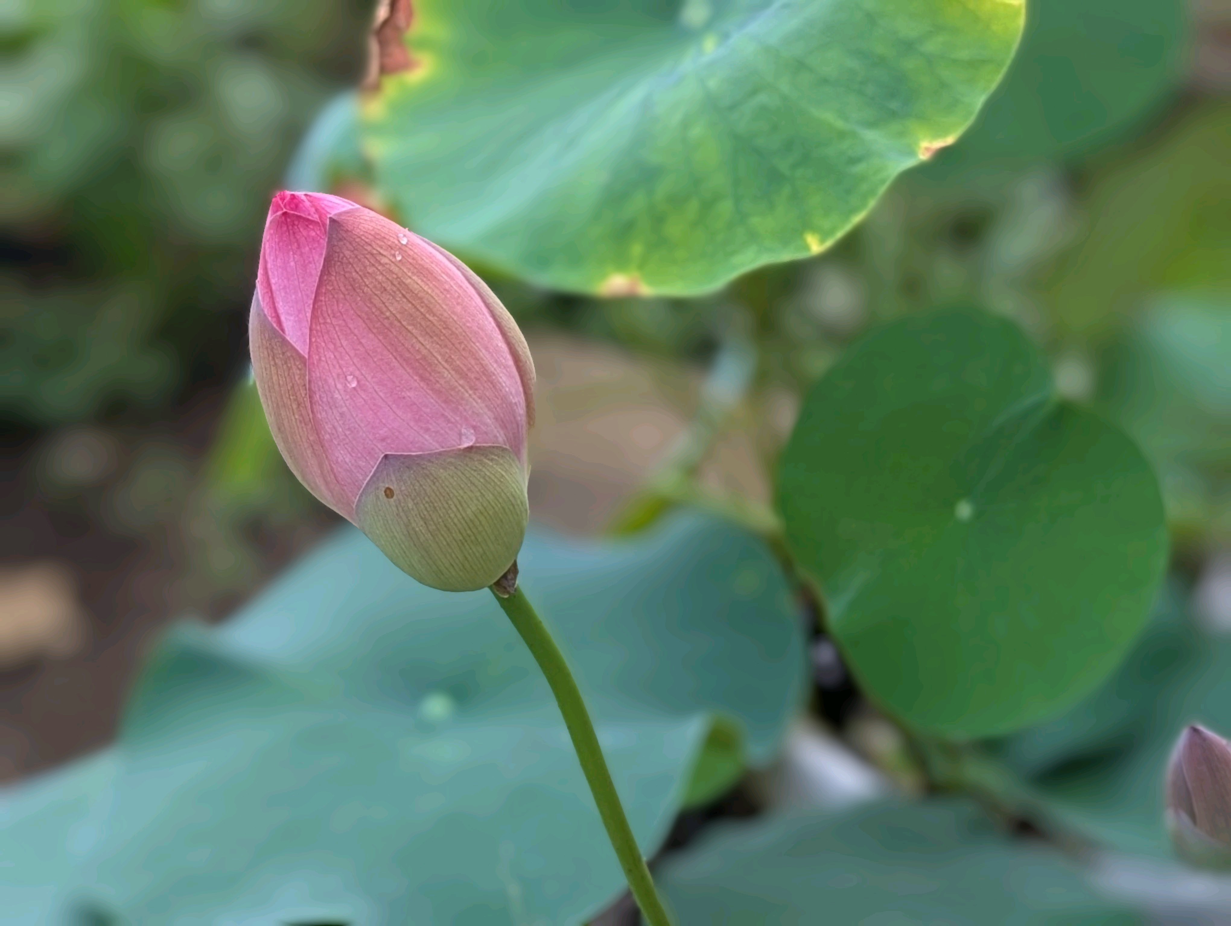 開花した蓮の毎日｜?GreenSnap（グリーンスナップ）