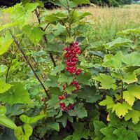 レッドカラントの画像
