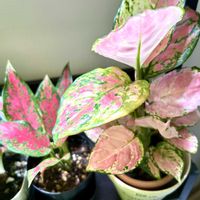 アグラオネマ,アグラオネマ オースピシャスレッド,アロカシア•ニンジャ,観葉植物,新芽の画像