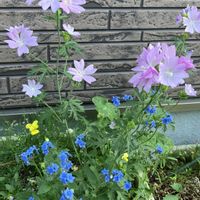 パラカリウム,ボリジ,ムスクマロウ,ムスクマロウ,アネモネ バージニアナの画像