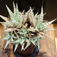 アロエ,アロエ  ブリザード,多肉植物,サビサビ,放置多肉の画像
