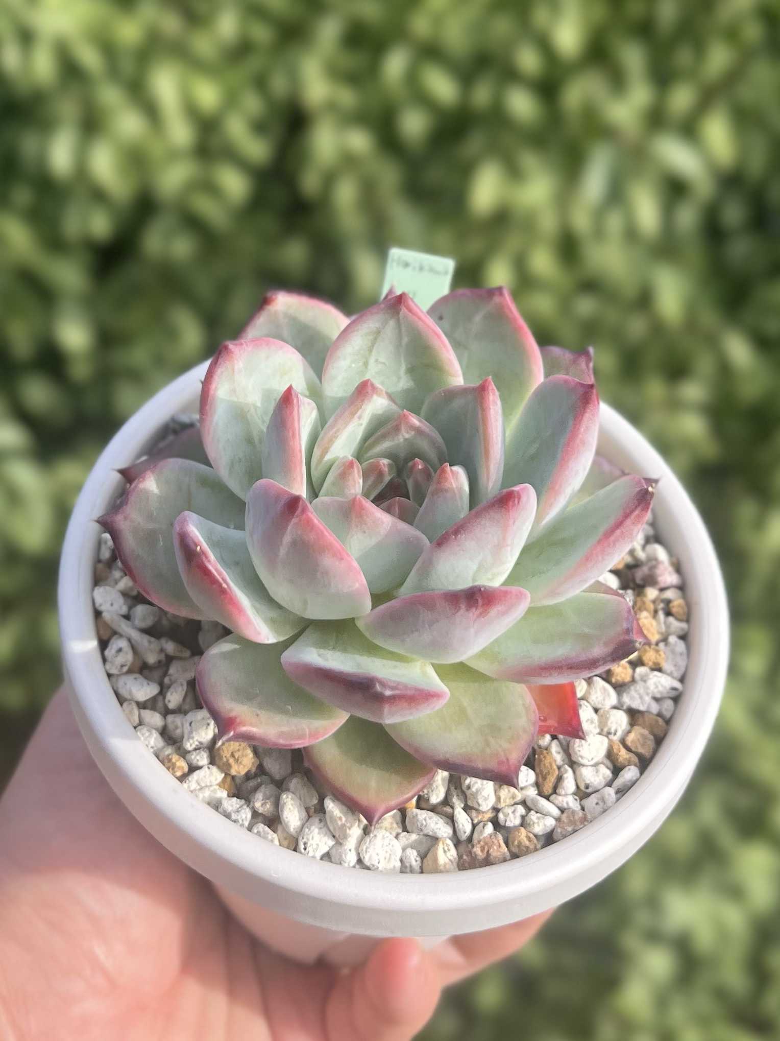 リンゼアナの一覧｜🍀GreenSnap（グリーンスナップ）