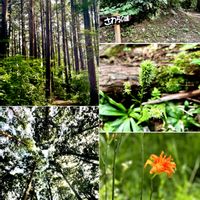 散歩,花言葉,山野草,花のある暮らし,台原森林公園の画像