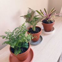 アジアンタム,シンゴニウム,シンゴニウム ネオン,アジアンタム フリッツルーシー,ニデラリウム ファイヤーボールの画像