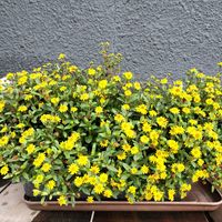 サンビタリア,サンビタリア、プロクンベンス,鉢植え,青森,花のある暮らしの画像