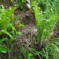 クサソテツ,山野草の画像