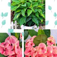 ハナキリン,ポインセチア,花キリン,ハナキリン、八福神,ガーデニングの画像