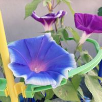 植物大好き,子ども,GS forキッズ,玄関の画像