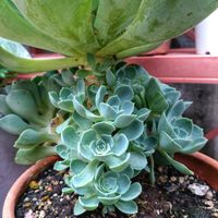 七福神,多肉植物,エケベリア属,植欲が止まらない,GS映えの画像