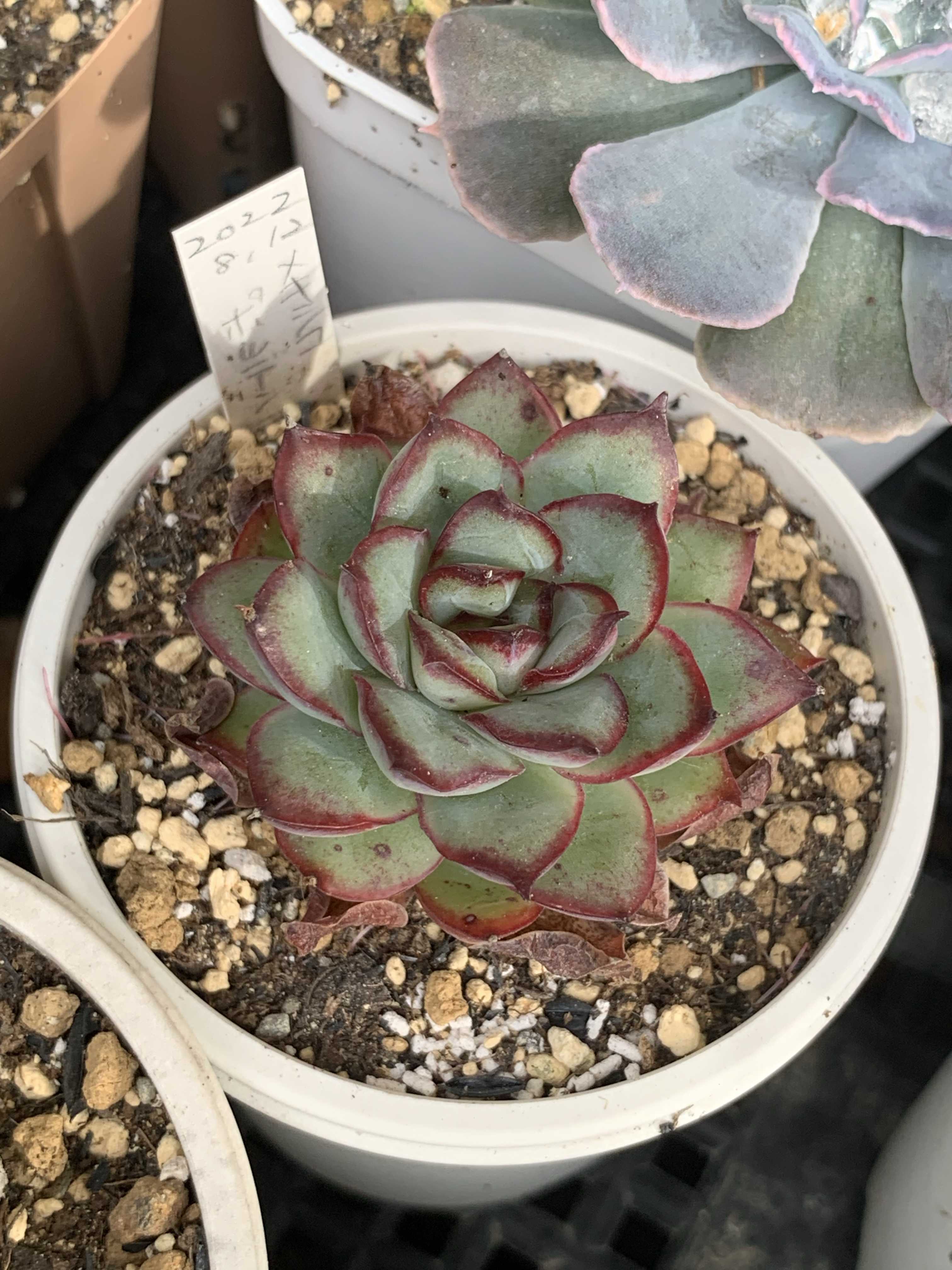 メキシコポルデンシスの一覧｜🍀GreenSnap（グリーンスナップ）