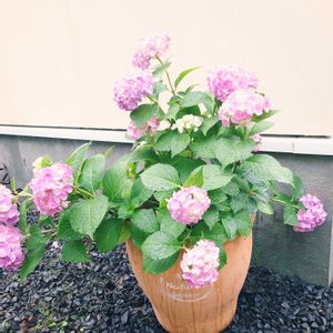 アジサイ,鉢植え,テラコッタ,見切り品,北海道の画像