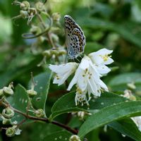 ヒメウツギ,ヒメシジミ,山野草,落葉低木,広島県山県郡北広島町の画像