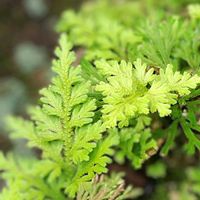 イワヒバ,GSのみなさんに感謝♡,平和を願う,蝉,GS句会の画像