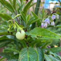 ペピーノ,ペピーノ　ゴールドNo.1,家庭菜園,庭の画像