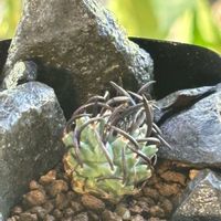 日の出丸,プナ・ボンニアエ,ツルビニカルプス　昇竜丸,多肉植物,サボテン実生の画像