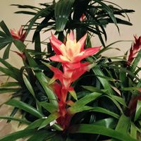 グズマニア,ハワイの植物,俳句,石同好会No75,GS句会の画像