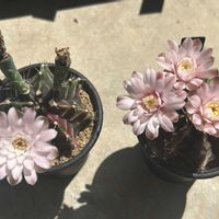 サボテン,白雪姫,緋宝丸,ブラックウィドウ,サボテンの花の画像