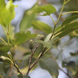 ハンノキの画像