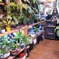 多肉植物,ウラボシ科,ビカクシダ属,食中植物,塊根の画像