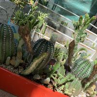 サボテン,多肉寄せ植え,ベランダの画像