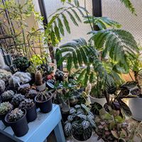 サボテン,エバーフレッシュ,多肉植物,観葉植物,多肉大好きの画像