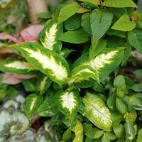 ディフェンバキア,ディフェンバキア・クールビューティー,観葉植物,熱帯植物,botanical lifeの画像