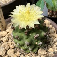 サボテン,コピアポア　エスメラルダナ,多肉植物,コピアポアの画像
