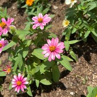 ジニア（百日草）の画像