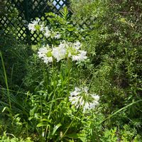 アガパンサスの画像