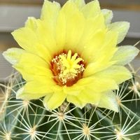 サボテン,サボテンの花,小さな庭の画像