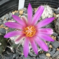 サボテン,ツルビニカルプス　ニコラエ,サボテン科,サボテンの花,ピンクの花の画像