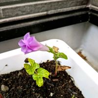 アサガオ,ライチ,シークヮーサー,グリーンカーテン,ベランダ南国化計画の画像