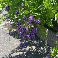 デュランタ 宝塚の画像