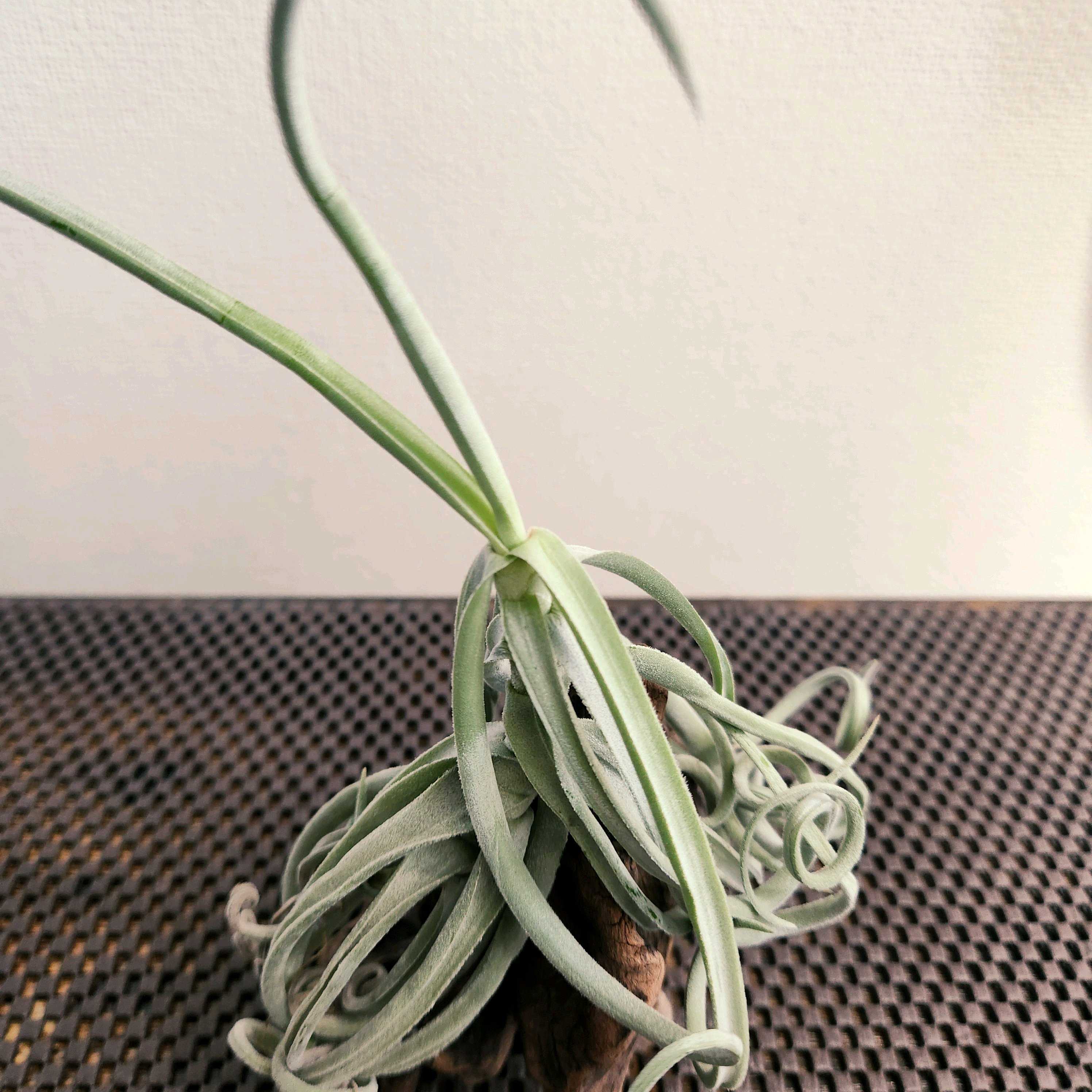 チランジア ドゥラティ ③ imgrc0128189207.jpg