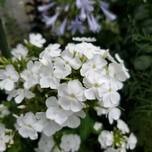 宿根フロックス,宿根フロックス　ダビット,ナチュラルガーデン,イングリッシュガーデン,花は癒やし♡の画像